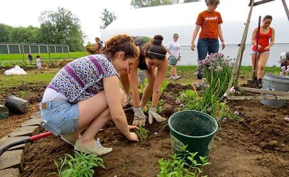Volunteers planting flowers together in a shared community garden