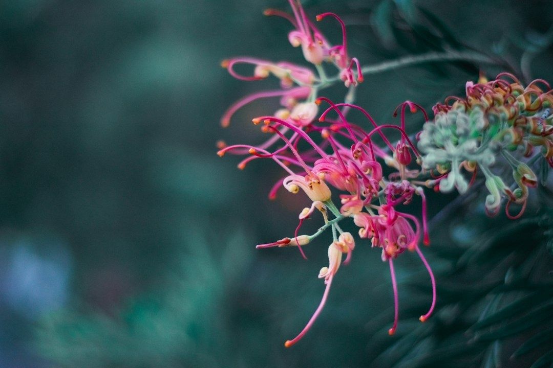 Delicate pink native flowers blooming against a soft green background